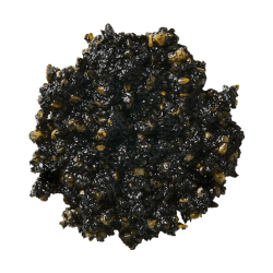 김 페스토 이미지